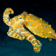 Image for article titled Meet the Deadliest Venomous Animals in the World